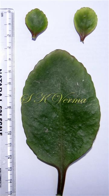  Leaf and 2 Bracts